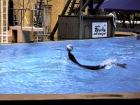 Florida - Tampa - Busch Gardens - Seal 3